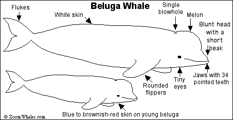 Beluga Whale Print-out - Enchanted Learning Software