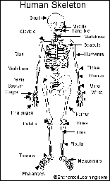 Human Skeleton Printout