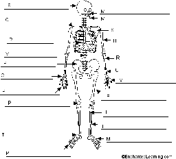 Label the Human Skeleton