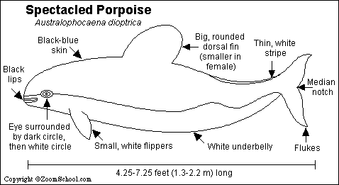 Spectacled Porpoise